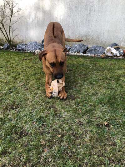 Rhodesian Ridgeback-Beitrag-Bild