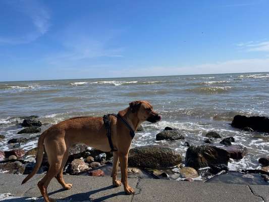 Rhodesian Ridgeback-Beitrag-Bild