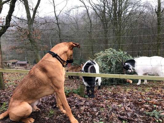 Rhodesian Ridgeback-Beitrag-Bild