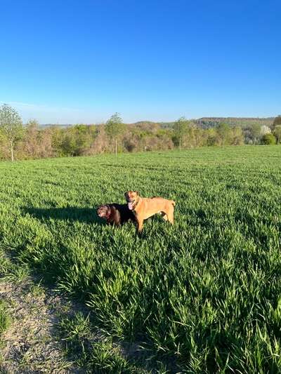 Rhodesian Ridgeback-Beitrag-Bild