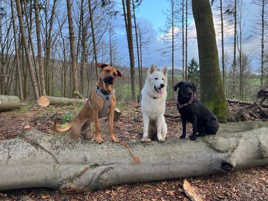 Rhodesian Ridgeback-Beitrag-Bild