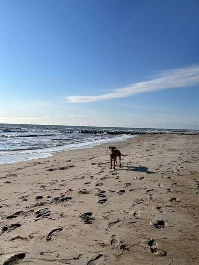 Rhodesian Ridgeback-Beitrag-Bild