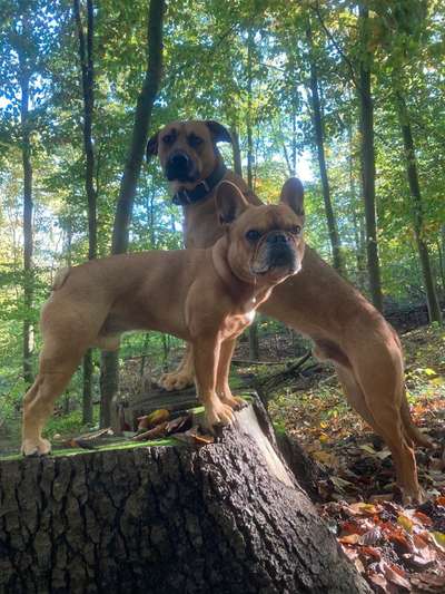 Rhodesian Ridgeback-Beitrag-Bild