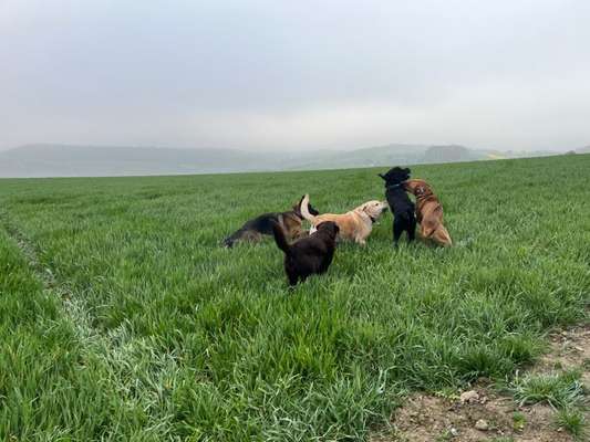 Rhodesian Ridgeback-Beitrag-Bild