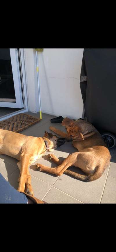 Rhodesian Ridgeback-Beitrag-Bild