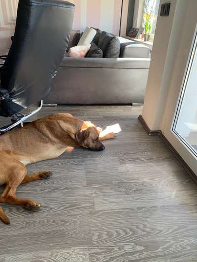 Rhodesian Ridgeback-Beitrag-Bild