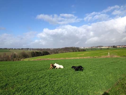 Rhodesian Ridgeback-Beitrag-Bild