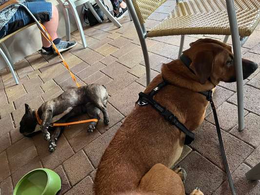 Rhodesian Ridgeback-Beitrag-Bild