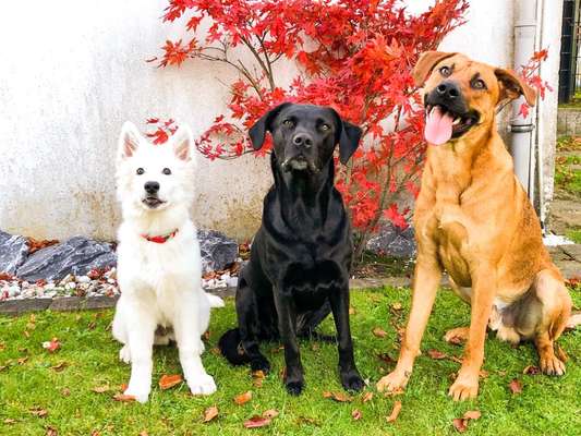 Rhodesian Ridgeback-Beitrag-Bild