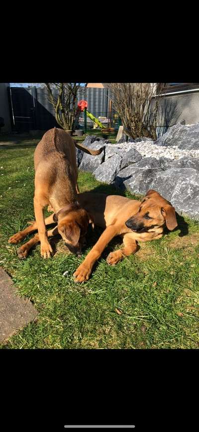 Rhodesian Ridgeback-Beitrag-Bild
