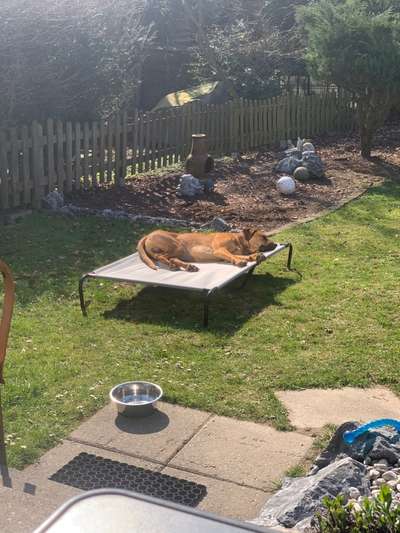 Rhodesian Ridgeback-Beitrag-Bild