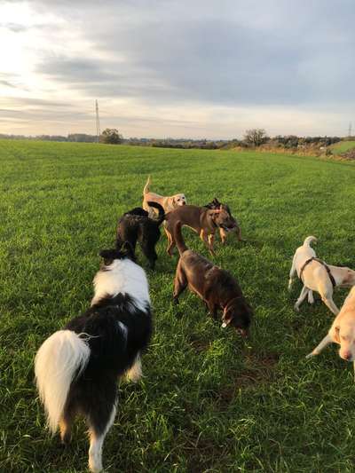 Rhodesian Ridgeback-Beitrag-Bild