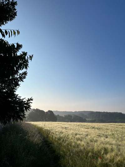Rhodesian Ridgeback-Beitrag-Bild