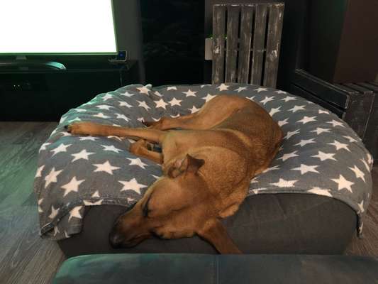 Rhodesian Ridgeback-Beitrag-Bild