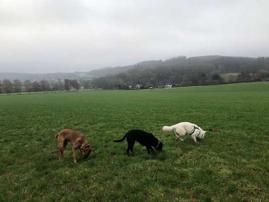 Rhodesian Ridgeback-Beitrag-Bild