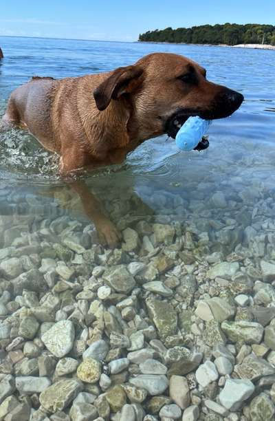 Rhodesian Ridgeback-Beitrag-Bild