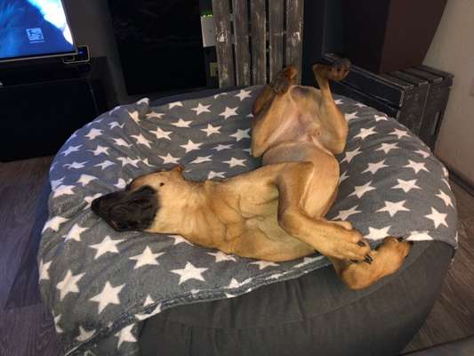 Rhodesian Ridgeback-Beitrag-Bild