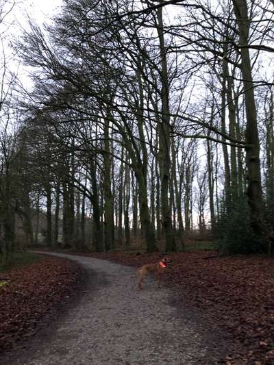 Rhodesian Ridgeback-Beitrag-Bild