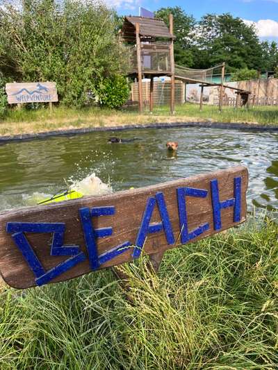 Rhodesian Ridgeback-Beitrag-Bild