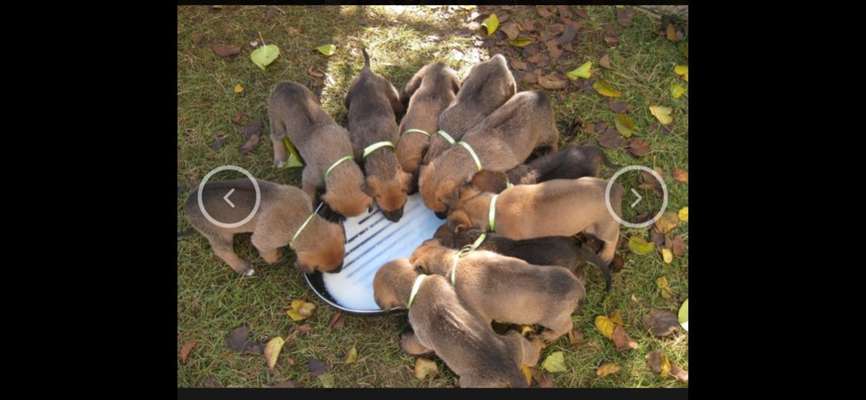 Rhodesian Ridgeback-Beitrag-Bild