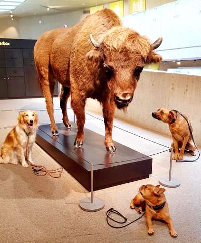 Rhodesian Ridgeback-Beitrag-Bild