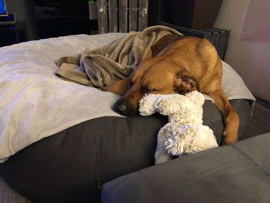 Rhodesian Ridgeback-Beitrag-Bild