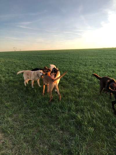 Rhodesian Ridgeback-Beitrag-Bild