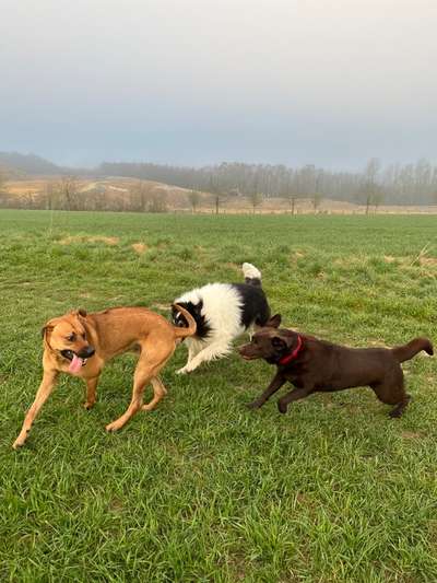 Rhodesian Ridgeback-Beitrag-Bild