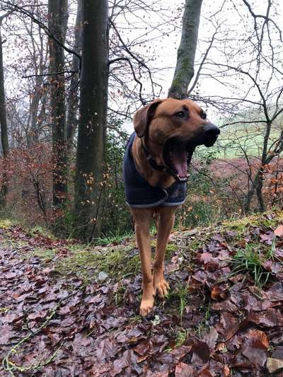 Rhodesian Ridgeback-Beitrag-Bild
