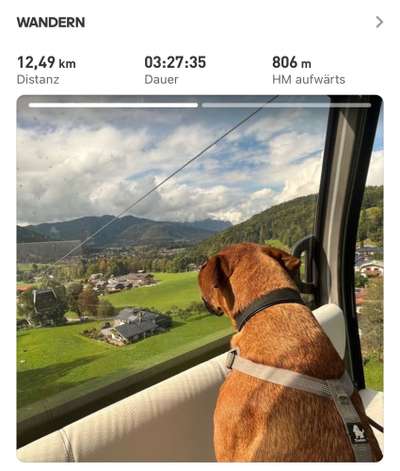 Rhodesian Ridgeback-Beitrag-Bild