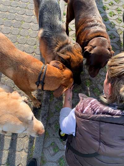 Rhodesian Ridgeback-Beitrag-Bild