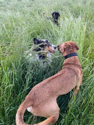 Rhodesian Ridgeback-Beitrag-Bild