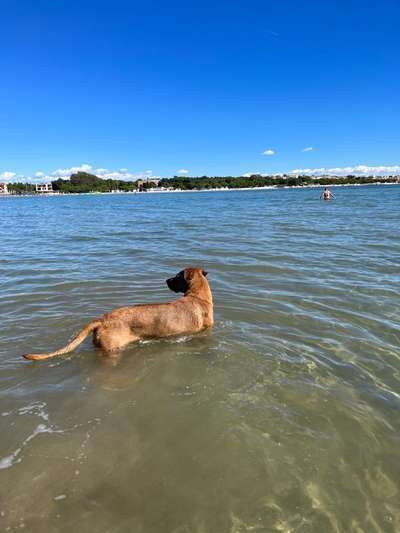 Rhodesian Ridgeback-Beitrag-Bild