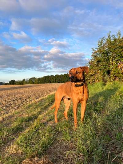 Rhodesian Ridgeback-Beitrag-Bild