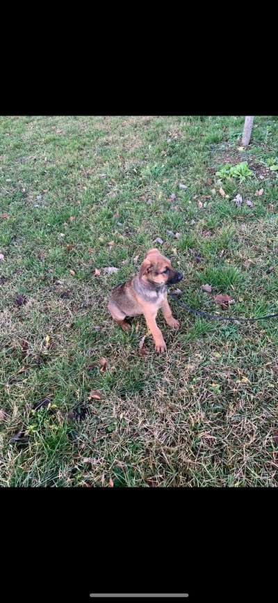 Rhodesian Ridgeback-Beitrag-Bild