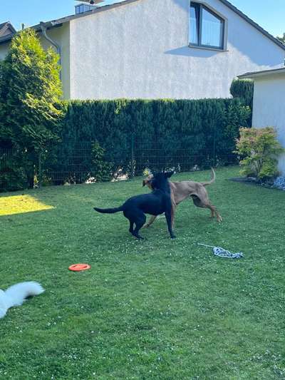 Rhodesian Ridgeback-Beitrag-Bild