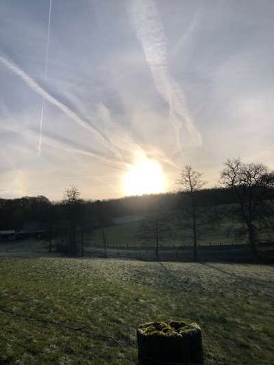 Rhodesian Ridgeback-Beitrag-Bild