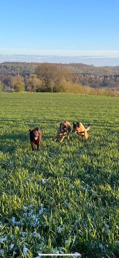 Rhodesian Ridgeback-Beitrag-Bild