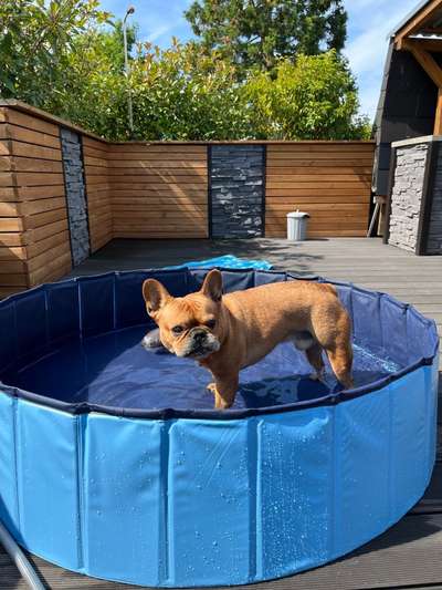 Rhodesian Ridgeback-Beitrag-Bild