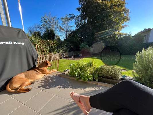 Rhodesian Ridgeback-Beitrag-Bild