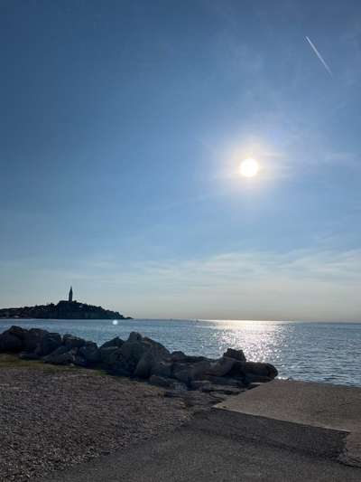 Rhodesian Ridgeback-Beitrag-Bild