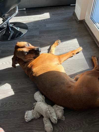 Rhodesian Ridgeback-Beitrag-Bild