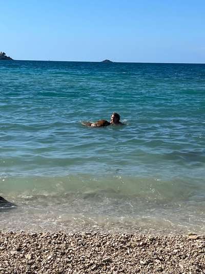 Rhodesian Ridgeback-Beitrag-Bild