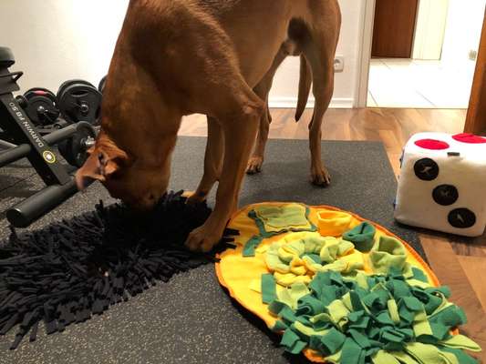 Rhodesian Ridgeback-Beitrag-Bild