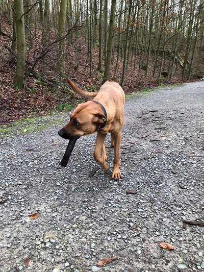 Rhodesian Ridgeback-Beitrag-Bild