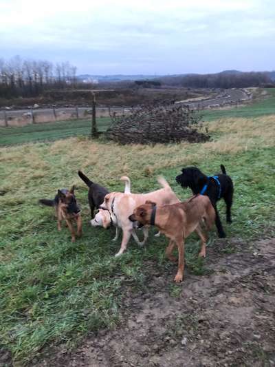 Rhodesian Ridgeback-Beitrag-Bild