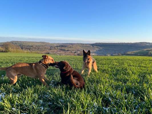 Rhodesian Ridgeback-Beitrag-Bild