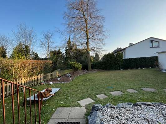 Rhodesian Ridgeback-Beitrag-Bild