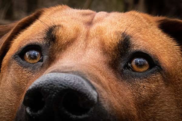 Rhodesian Ridgeback-Beitrag-Bild