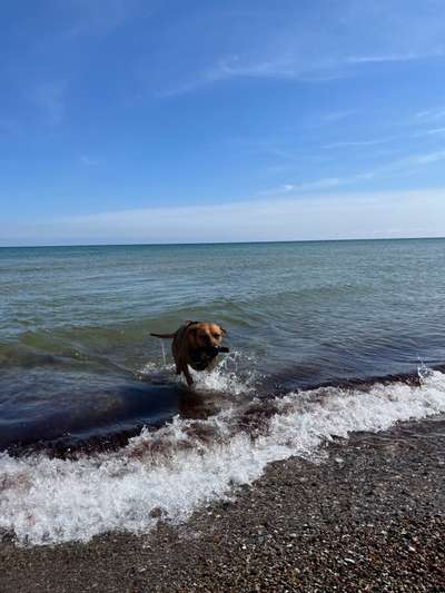Rhodesian Ridgeback-Beitrag-Bild